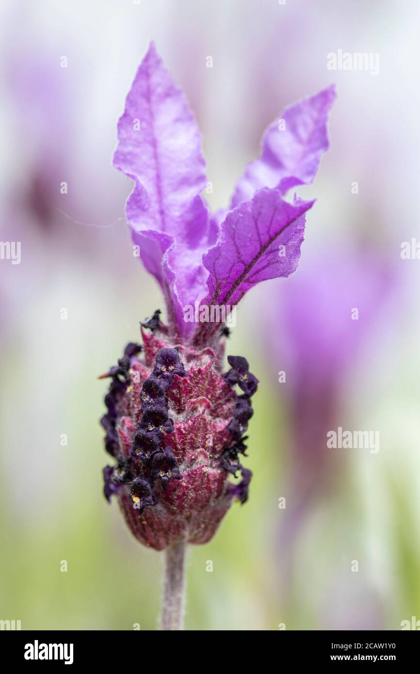 Lavandula (Lavendel) Stöchas 'Papillon' Stockfoto