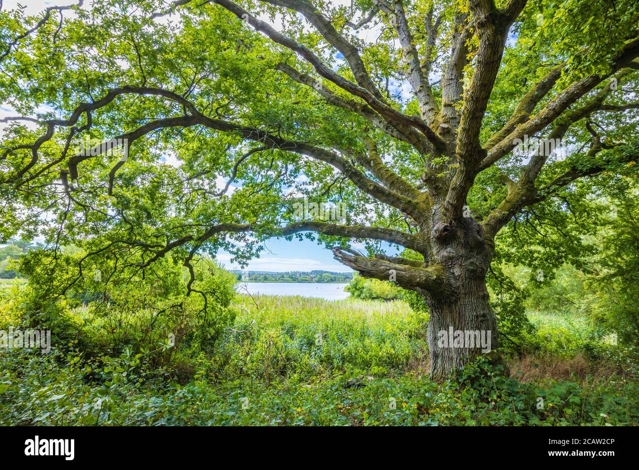 Eine gesunde alte 250 Jahre alte Eiche (Quercus robur) in voller Blattstruktur am Frensham Little Pond, einem beliebten Schönheitsort in Surrey, Südostengland Stockfoto
