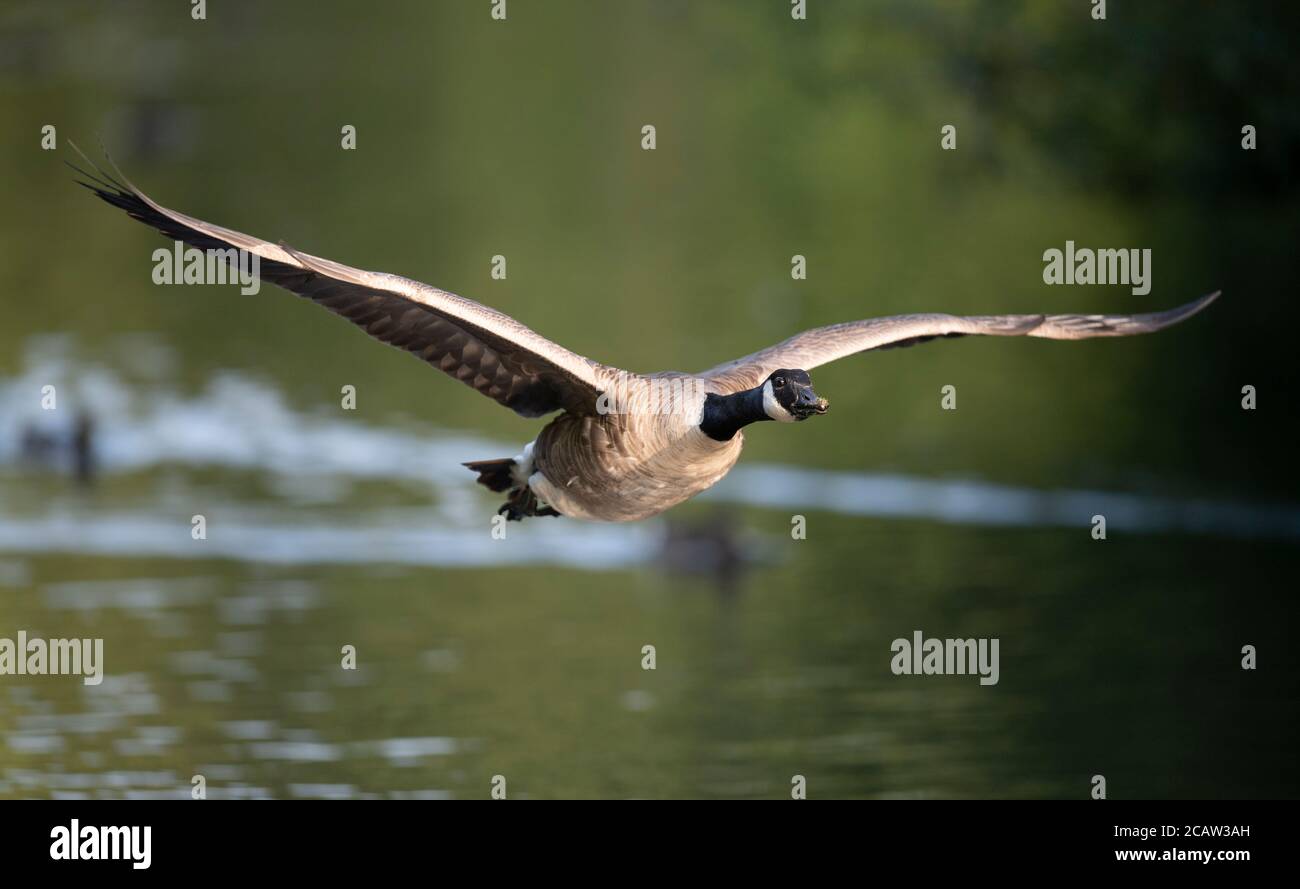 Stockport, Großbritannien. August 2020. Eine Canada Goose fliegt im Bramhall Park, da die Temperaturen in Teilen Großbritanniens voraussichtlich über 30 Grad Celsius erreichen werden. © Russell Hart/Alamy Live News. Stockfoto