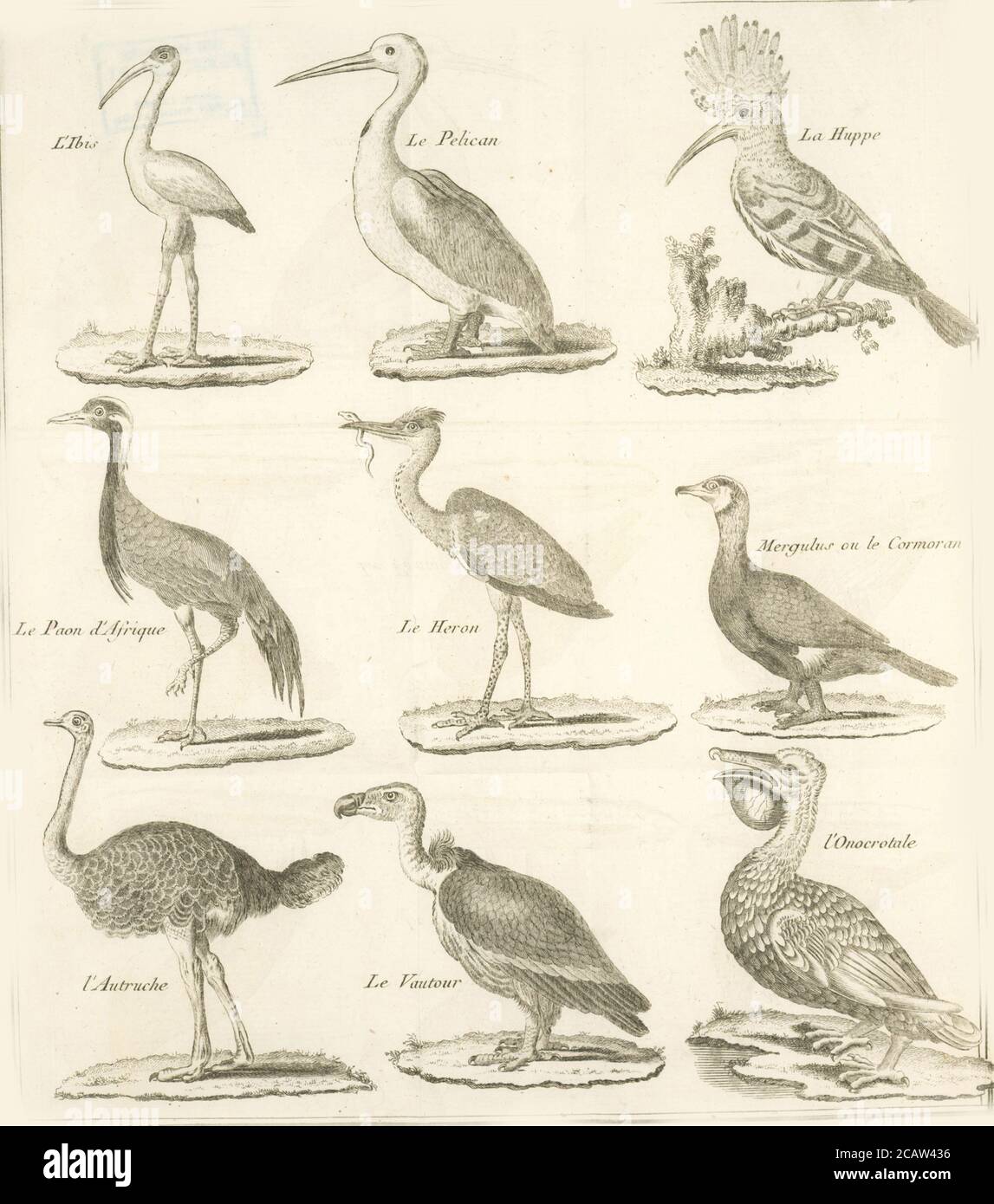 Vintage Tier Illustration Vintage klassische künstlerische Zeichnung Stockfoto