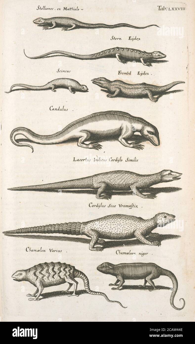 Vintage Tier Illustration Vintage klassische künstlerische Zeichnung Stockfoto