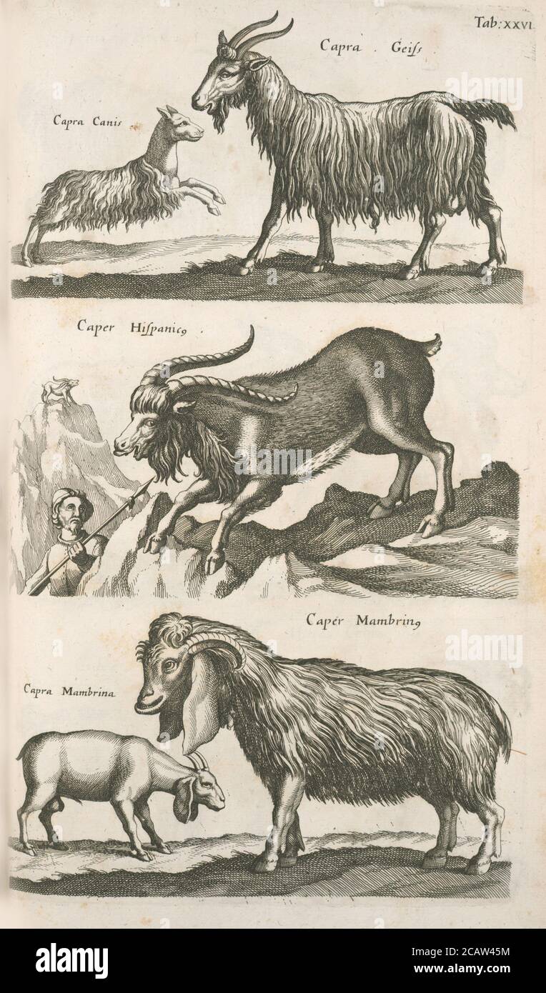 Vintage Tier Illustration Vintage klassische künstlerische Zeichnung Stockfoto