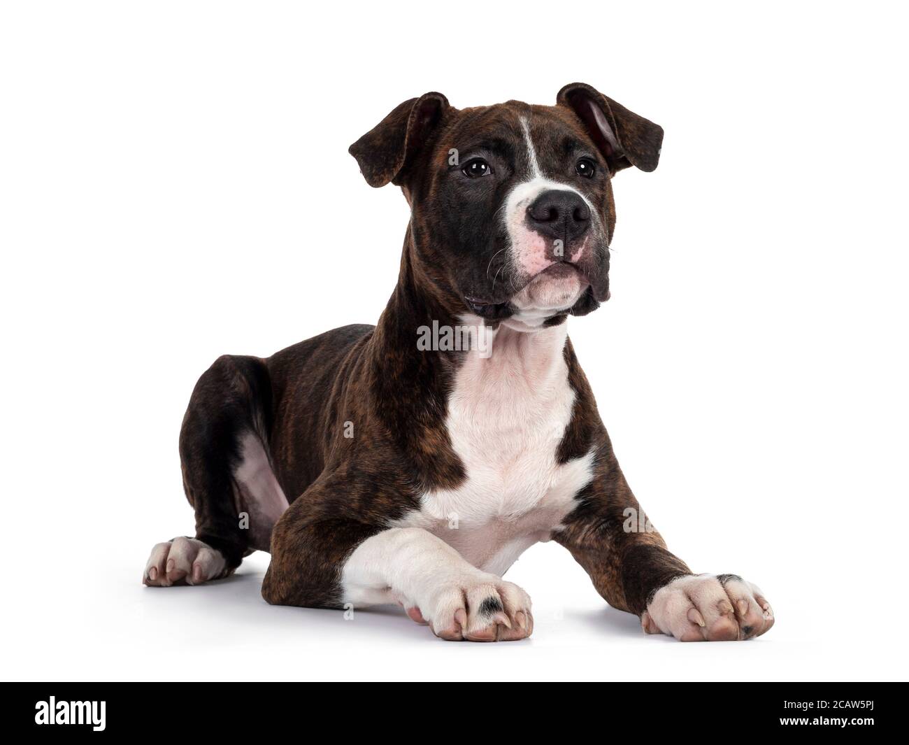 Junge brindle mit weißen amerikanischen Staffordshire Terrier Hund, legte sich Seitenwege, Blick neben der Kamera mit fokussierten dunklen Augen. Isoliert auf weiß b Stockfoto