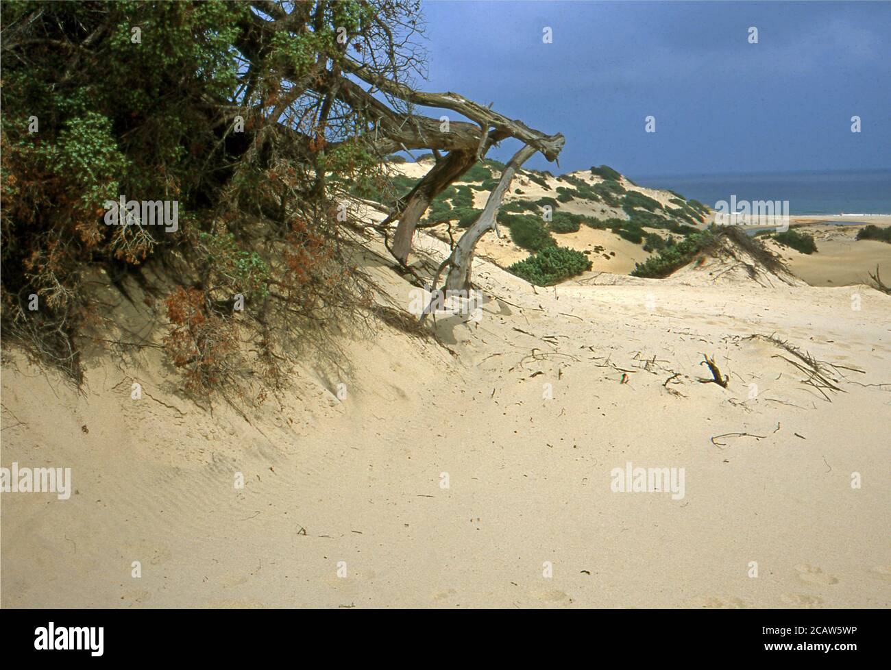 Piscinas Dünen im Süden Sardiniens (gescannt von Fujichrome Provia) Stockfoto