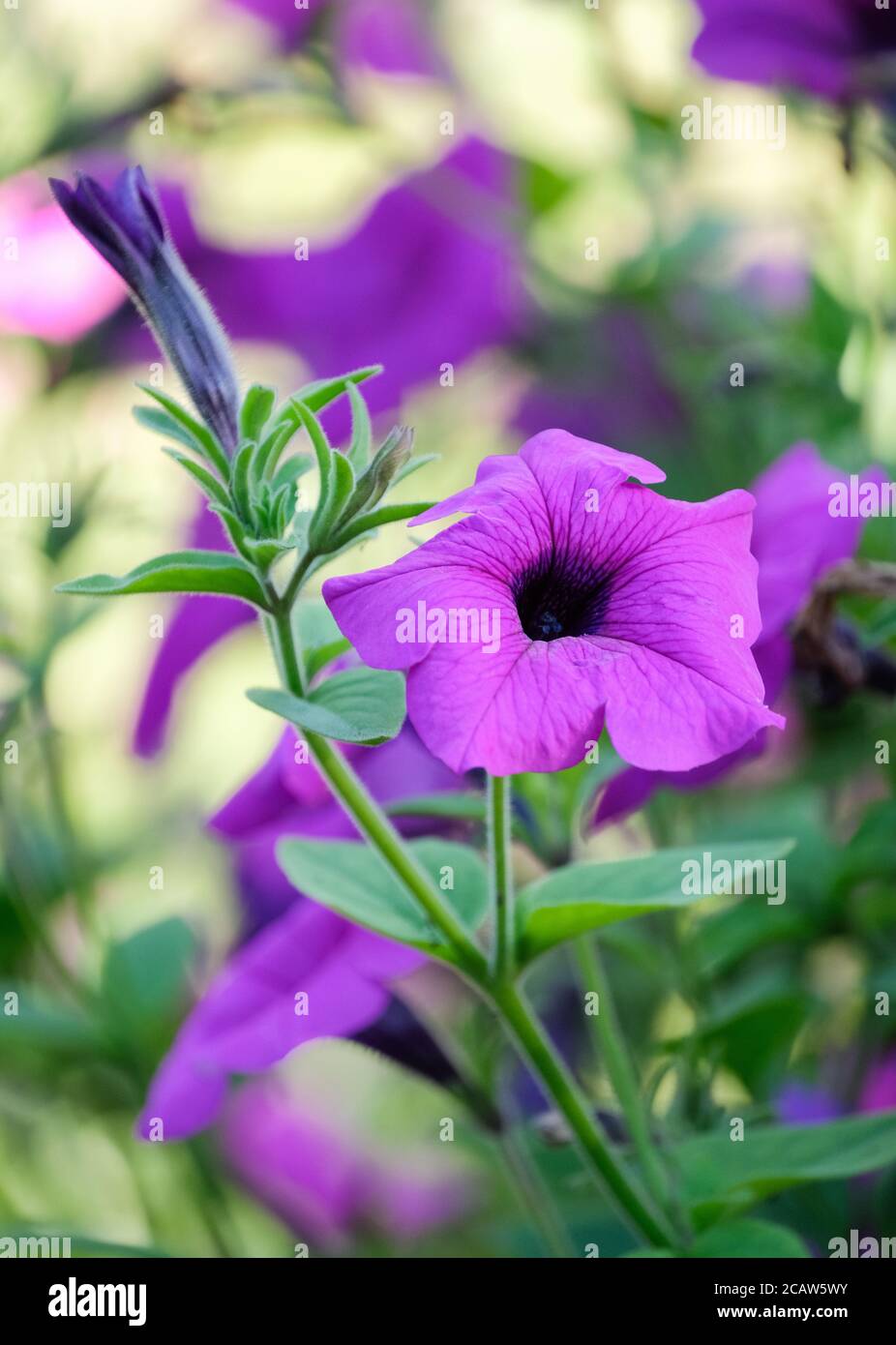 Petunia Hybrid 'Purple Tower'. Petunia hybrida 'Purple Tower'. Kletterpetunia Stockfoto