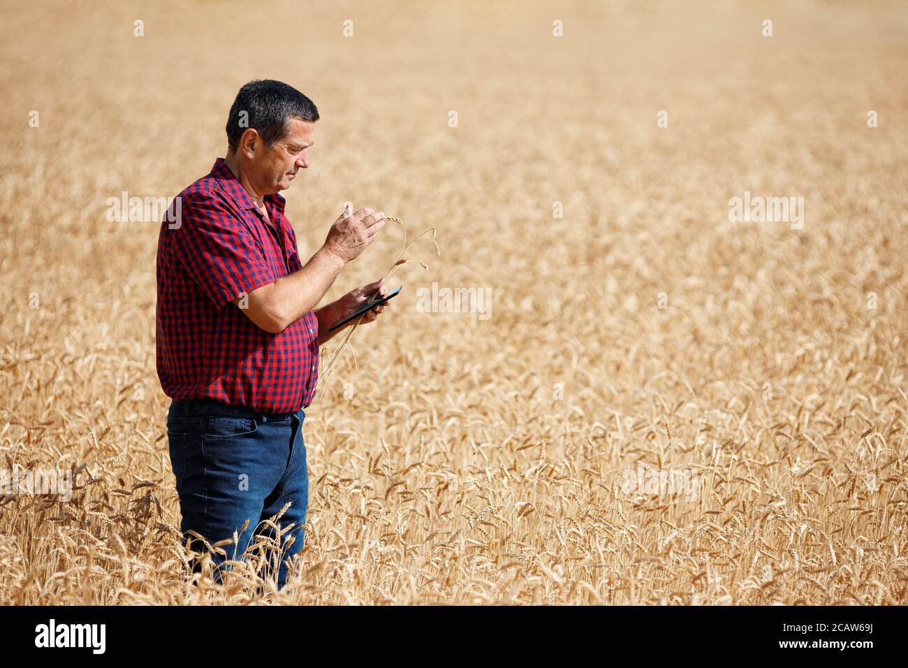 Landwirt im Weizenfeld Stockfoto