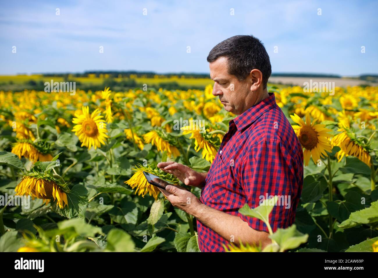 Landwirt in Sonnenblumenfeld Stockfoto