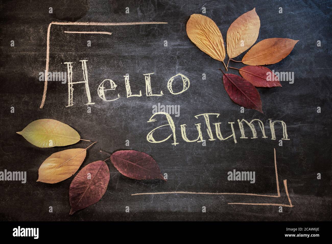 Hallo Herbst Grußtext auf Tafel. Dunkle hölzerne Schule Brett Hintergrund mit bunten Ahornblätter. Draufsicht Stockfoto