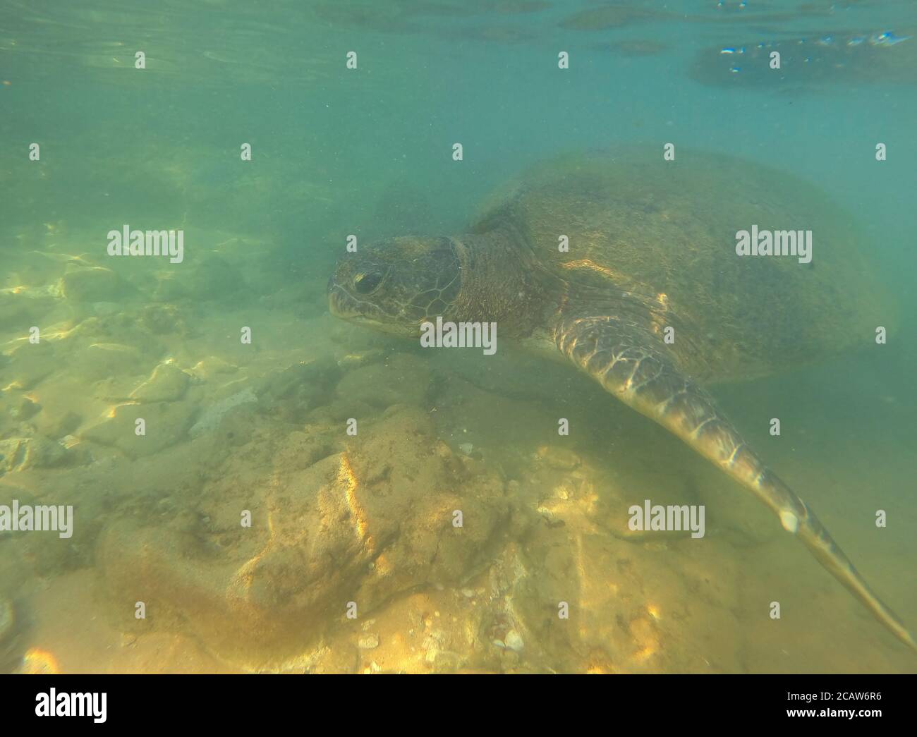 Meeresschildkröte (Lepidochelys olivacea) unter Wasser. Sri Lanka Stockfoto