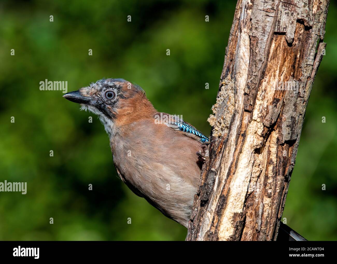 Ein schöner junger wilder jay, der an einem frühen Norfolk-Sommertag auf einem Baumstamm auf der Suche nach Nahrung steht. Stockfoto