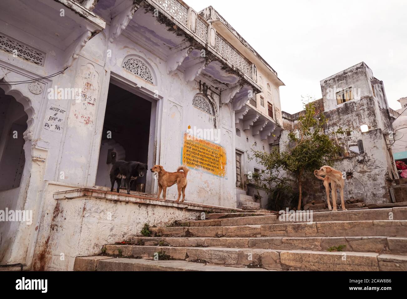 Gruppe von Hunden in Treppen, die zu heiligen See in Pushkar, Indien Stockfoto