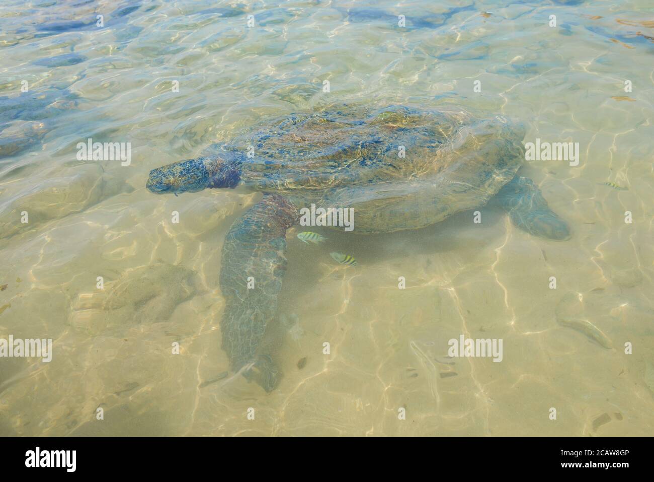 Olive Turtle (Lepidochelys olivacea) in seichtem Wasser. Sri Lanka Stockfoto