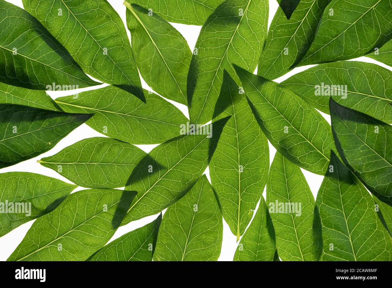Frische Blätter auf weißem Hintergrund. Die Blätter sind mit den Adern durchsichtig. Hintergrund wird verlassen Stockfoto