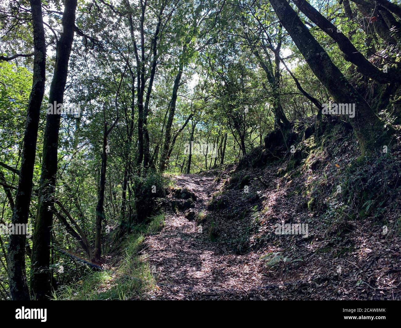 Ein Spaziergang im Wald. Wanderweg auf der Via Francigena, zwischen Pontremoli und Aulla an einem schönen Sommertag. Stockfoto