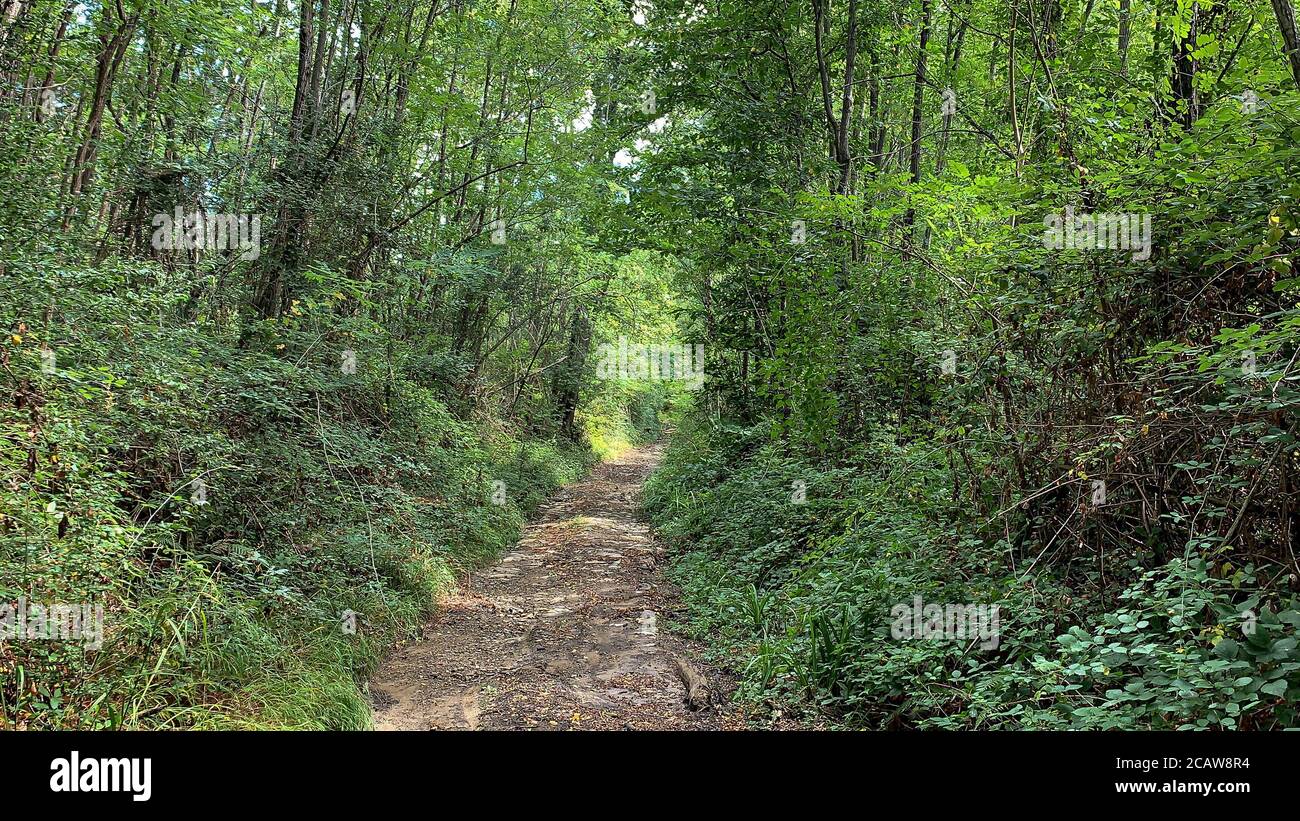 Ein Spaziergang im Wald. Wanderweg auf der Via Francigena, zwischen Pontremoli und Aulla an einem schönen Sommertag. Stockfoto