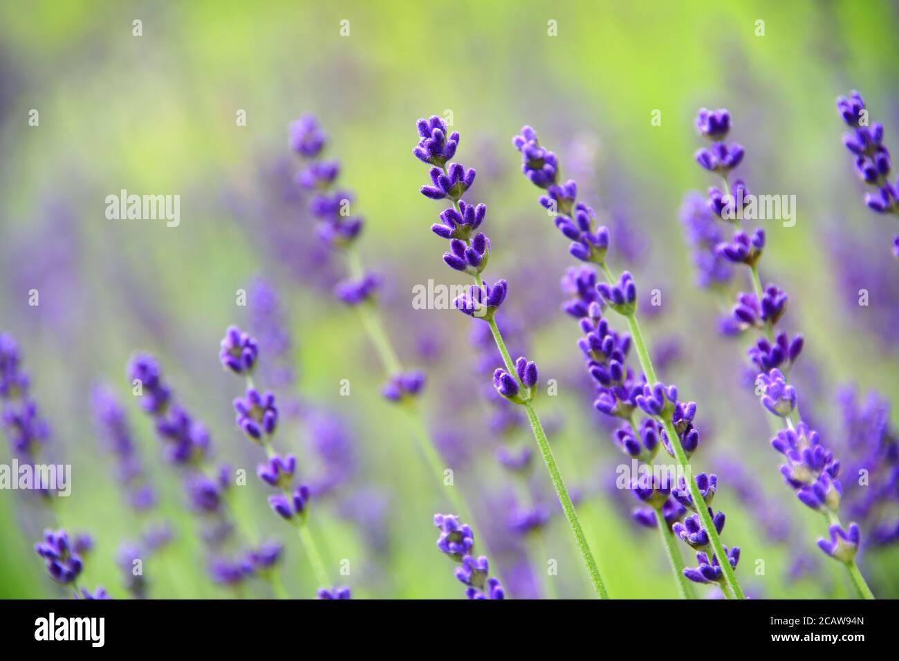 Lavendelblüte (Lavandula angustifolia, Hidcote) in Nahaufnahme, Makrofotografie mit selektivem Fokus und weichem Bokeh Hintergrund. Stockfoto