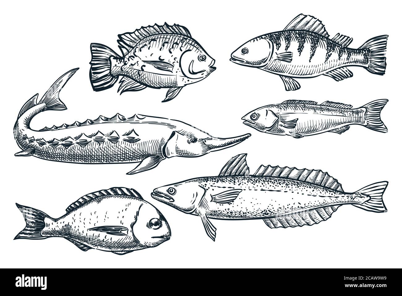 Meerfische Set, isoliert auf weißem Hintergrund. Handgezeichnete Skizzenvektordarstellung. Meeresfrüchte Markt Lebensmittel Design Elemente. Doodle Zeichnung von Stör, Stock Vektor