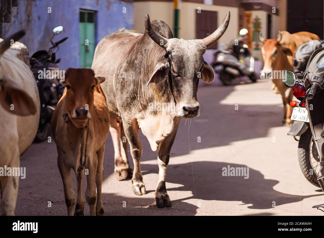 Jodhpur / Indien - 18. März 2020: Kühe in den Straßen von Jodhpur Stockfoto