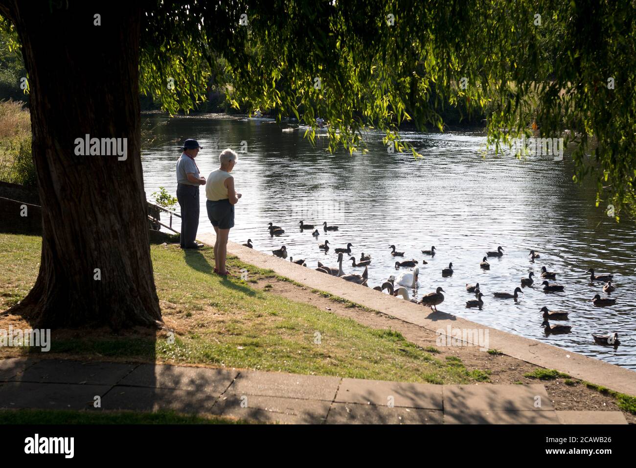 Ältere Paare füttern die Enten im Fluss Avon, St. Nicholas Park, Warwick, Großbritannien Stockfoto