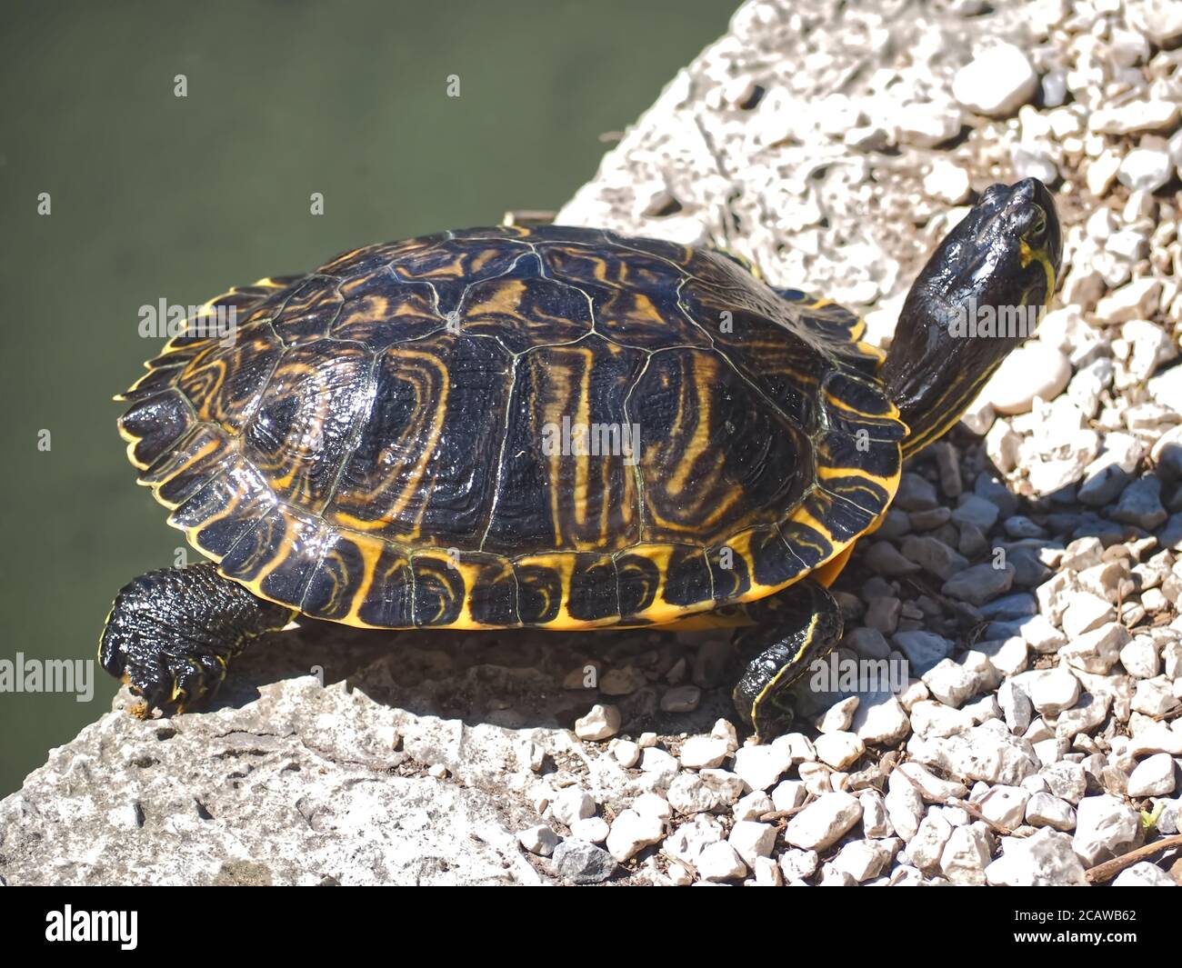 Makro der Wasserschildkröte, die einen Felsen klettert Stockfoto