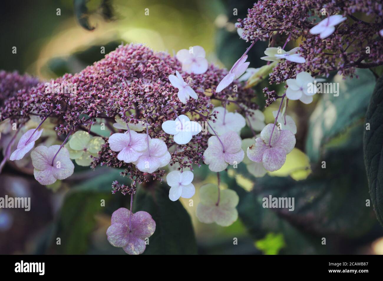 Violette und weiße Lacecap florets auf einer Hortensia aspera in Die Sommersonne Stockfoto