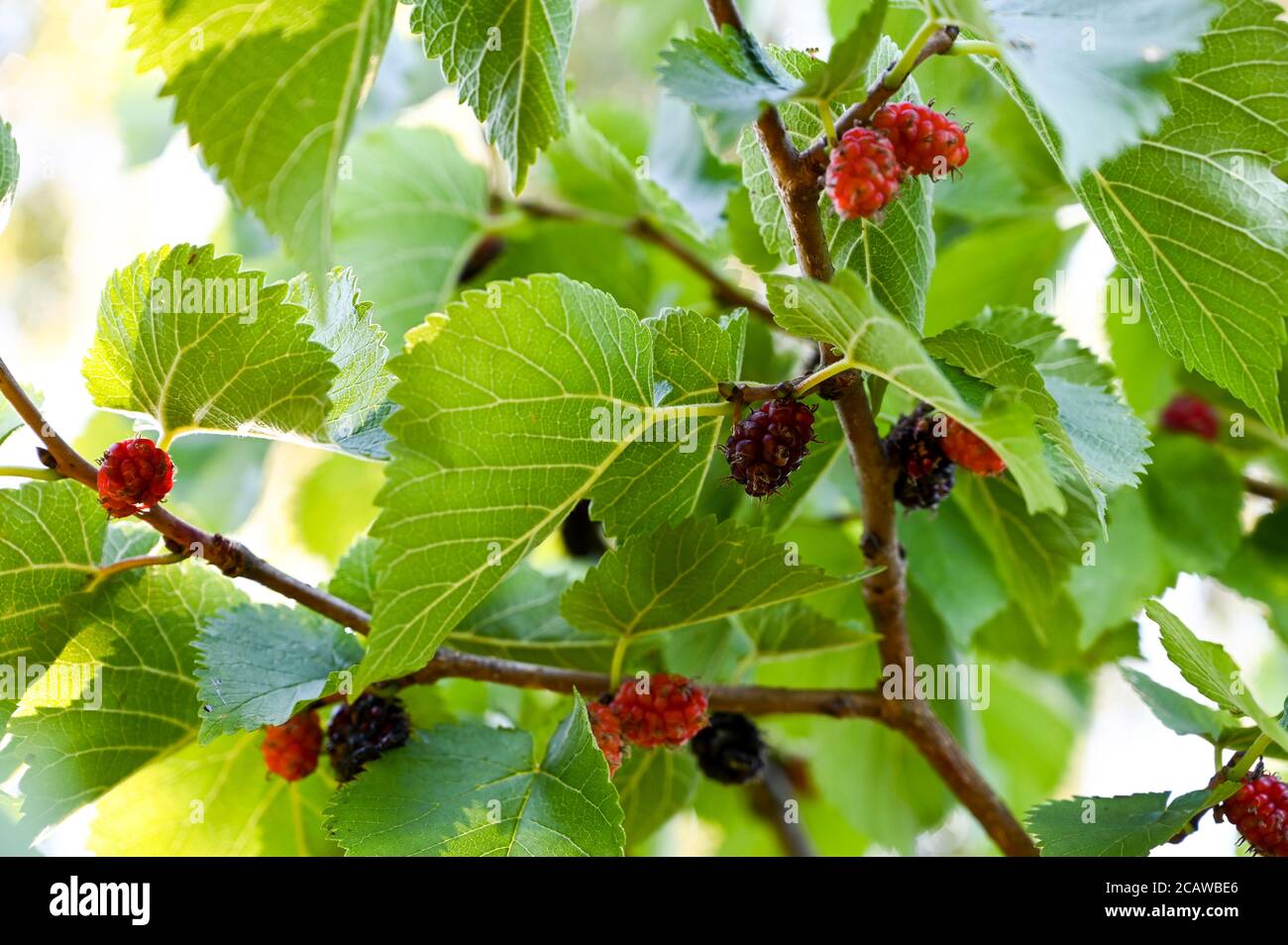 Maulbeeren (morus nigra) reifen auf einem Baum in der Sommersonne. Stockfoto