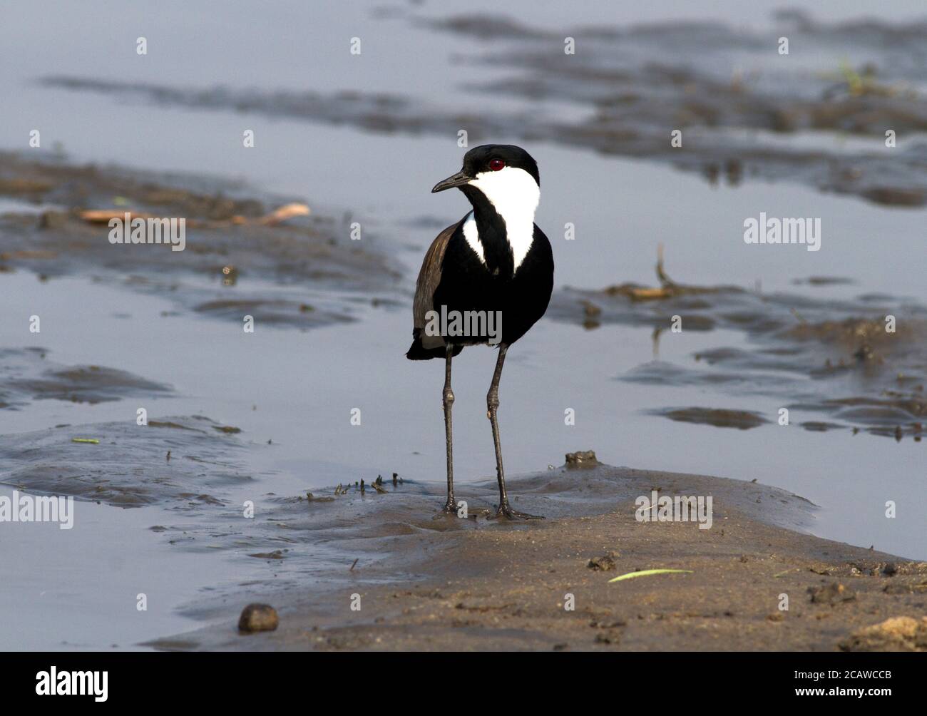 Der Spur-geflügelte Kiebitz oder Pflügel ist ein lauter aggressiver Vogel, der in kurzen Graslandschaften in der Nähe von Wasser gefunden wird. Sie werden ihre Territorien bereitwillig verteidigen Stockfoto