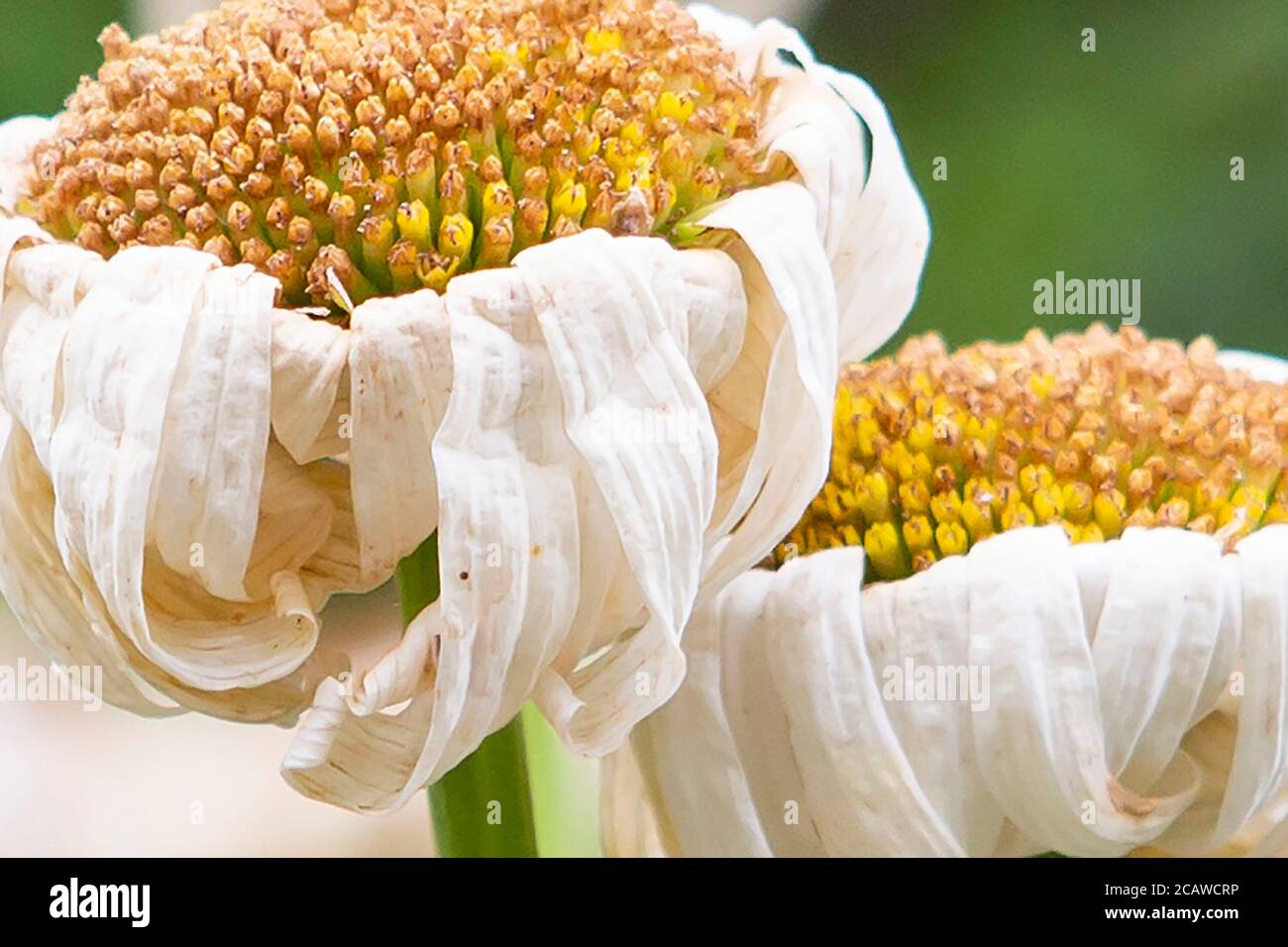 Weiß und Gelb Daisy Gerbera Kopf Stockfoto