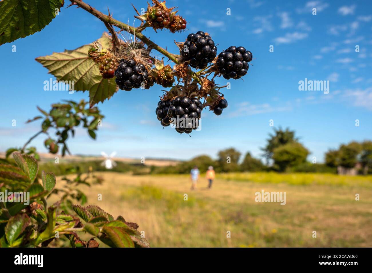 Brighton UK, 6. August 2020: Brombeeren wachsen wild in einer East Sussex Hecke Stockfoto