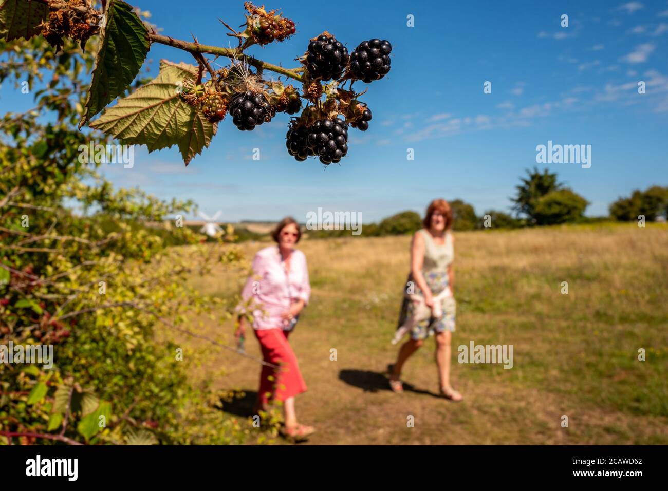 Brighton UK, 6. August 2020: Brombeeren wachsen wild in einer East Sussex Hecke Stockfoto