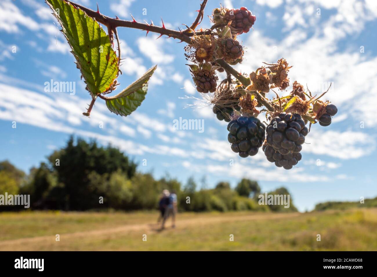 Brighton UK, 6. August 2020: Brombeeren wachsen wild in einer East Sussex Hecke Stockfoto