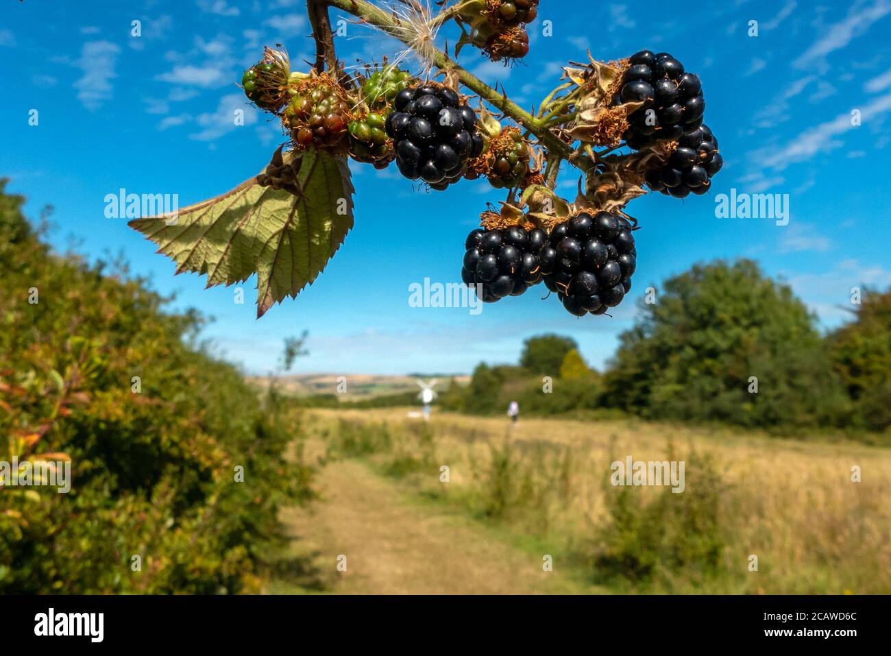 Brighton UK, 6. August 2020: Brombeeren wachsen wild in einer East Sussex Hecke Stockfoto