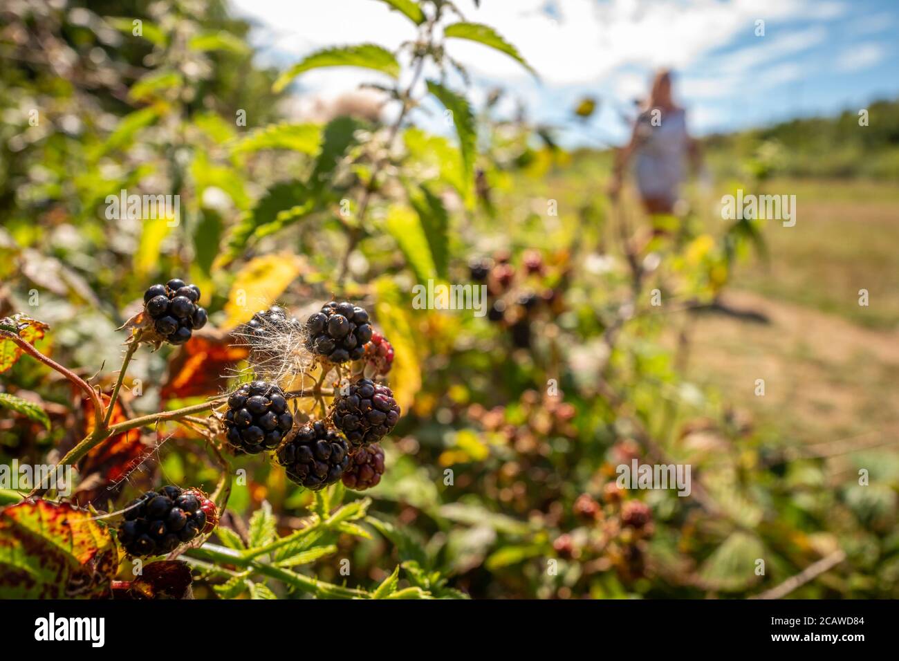 Brighton UK, 6. August 2020: Brombeeren wachsen wild in einer East Sussex Hecke Stockfoto
