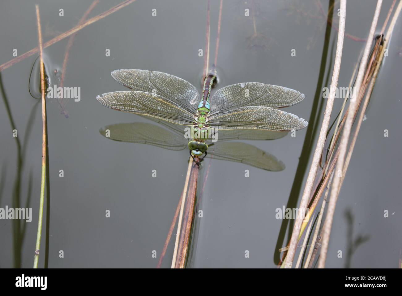 Kaiser Dragonfly Eier Stockfoto