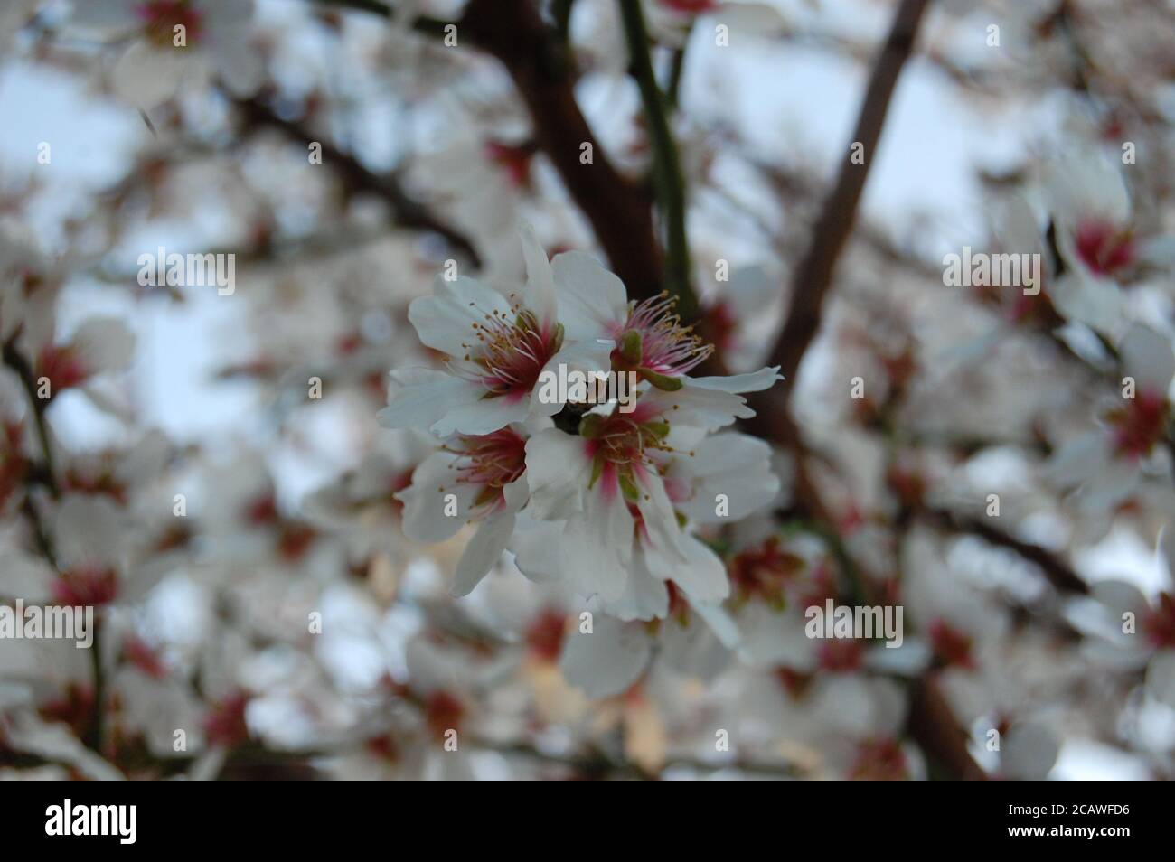 Ein Mandelbaum blüht im Frühling. Die Blüten sind in einem Ast, in der Mitte des Bildes, füllen den Rahmen. Stockfoto
