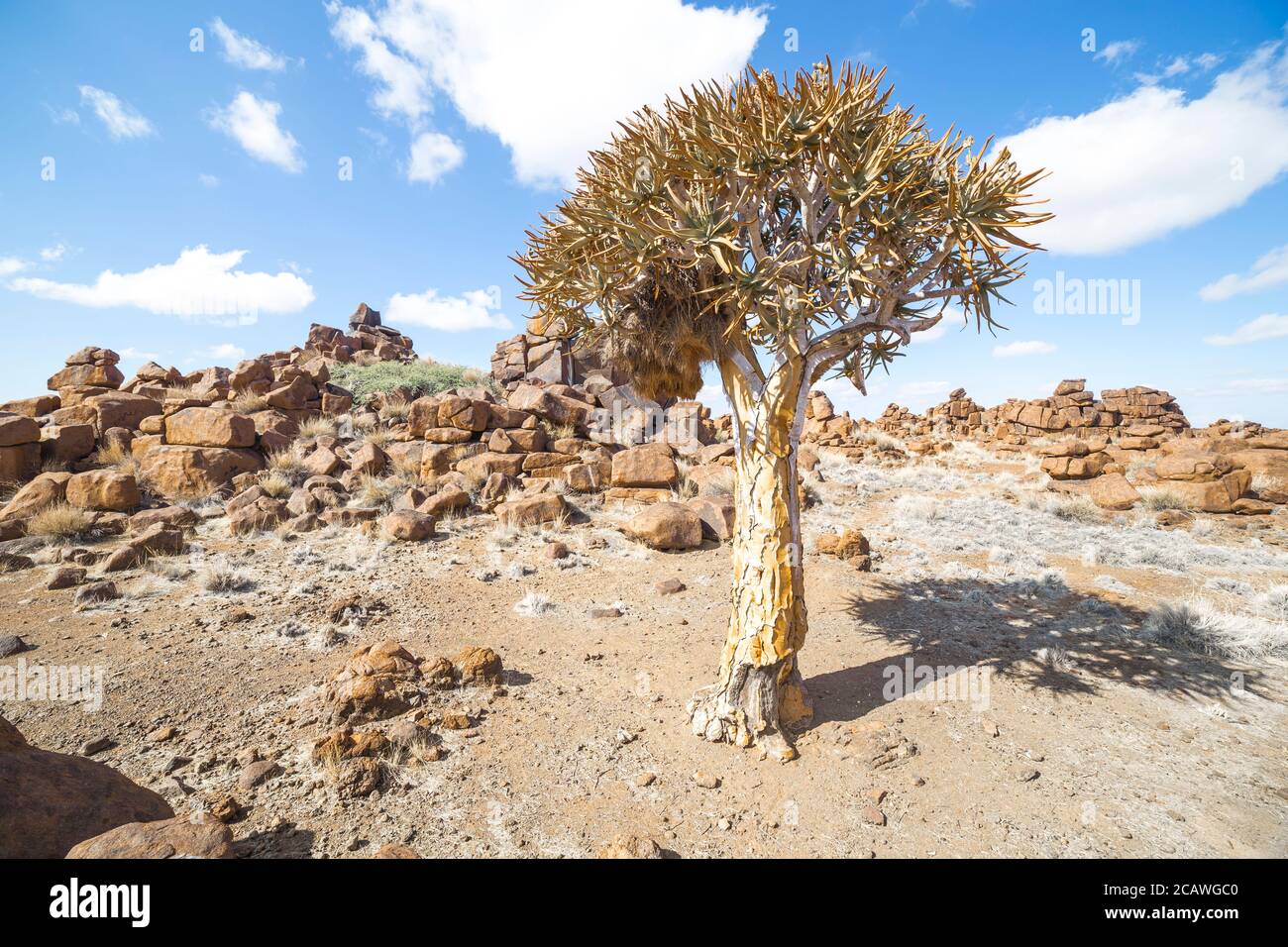 Der Köcherbaum, oder Aloe dichotoma, im Giant’s Playground, einem bizarren natürlichen Steingarten in der Nähe von Keetmashoop, Namibia Stockfoto