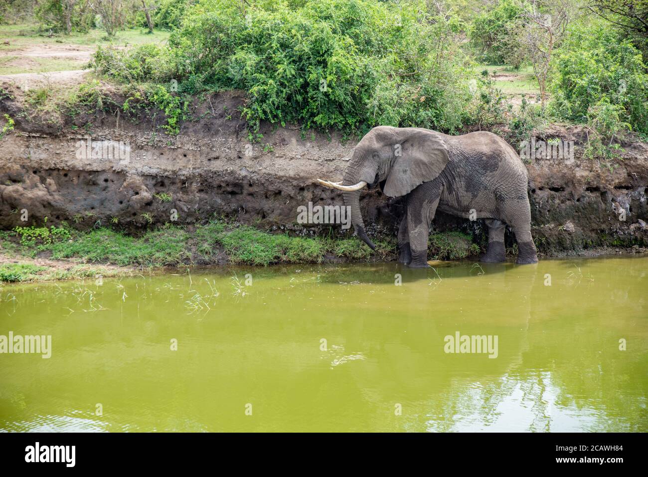 Elefant am Ufer des Kazinga Kanals im Murchison Falls National Park, Uganda Stockfoto