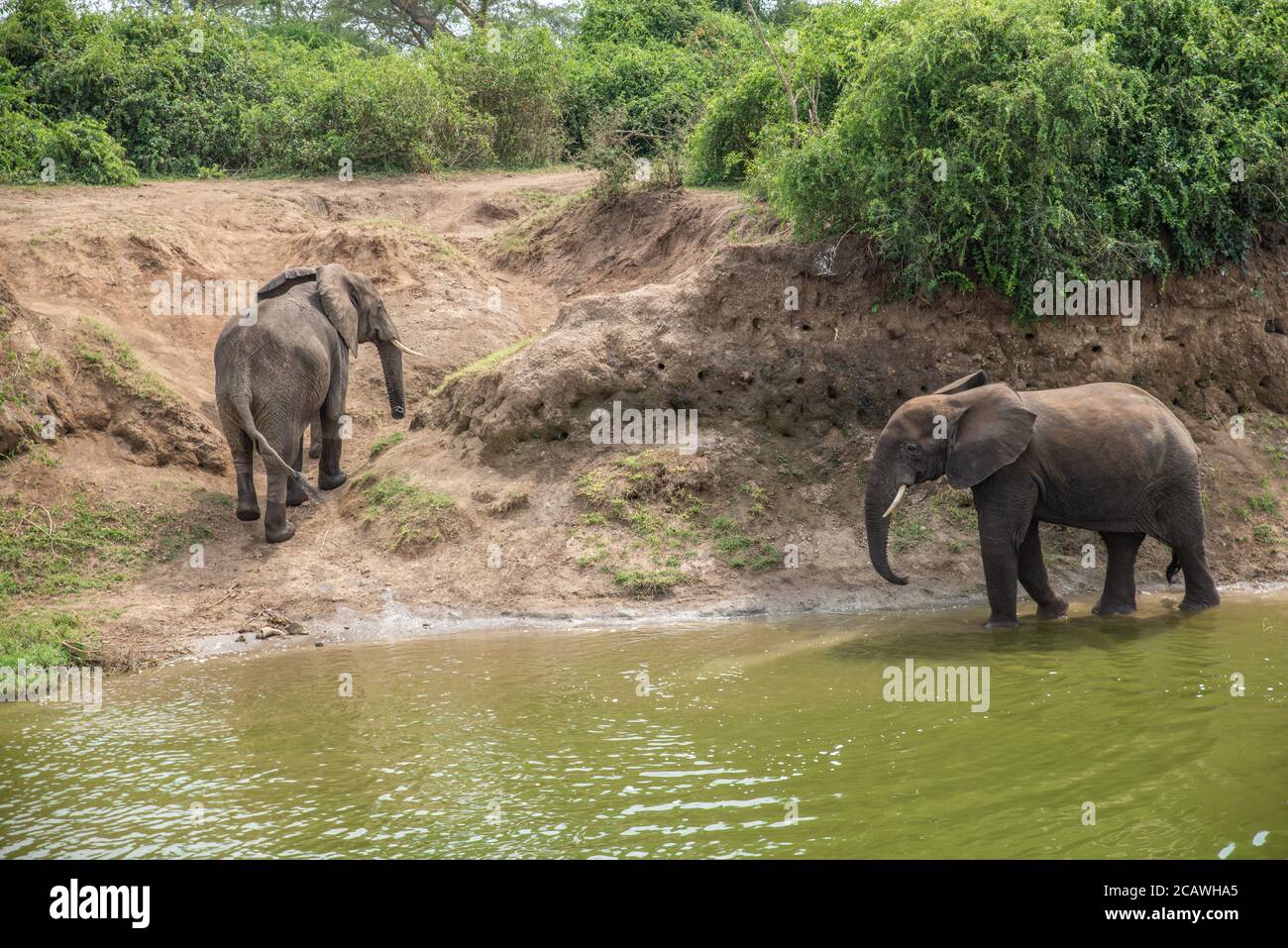 Zwei Elefanten am Ufer des Kazinga-Kanals im Murchison Falls National Park, Uganda Stockfoto