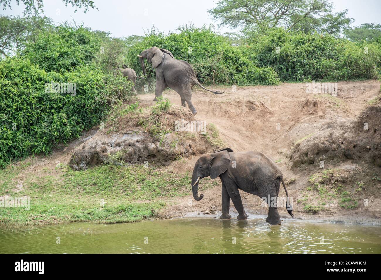 Zwei Elefanten am Ufer des Kazinga-Kanals im Murchison Falls National Park, Uganda Stockfoto