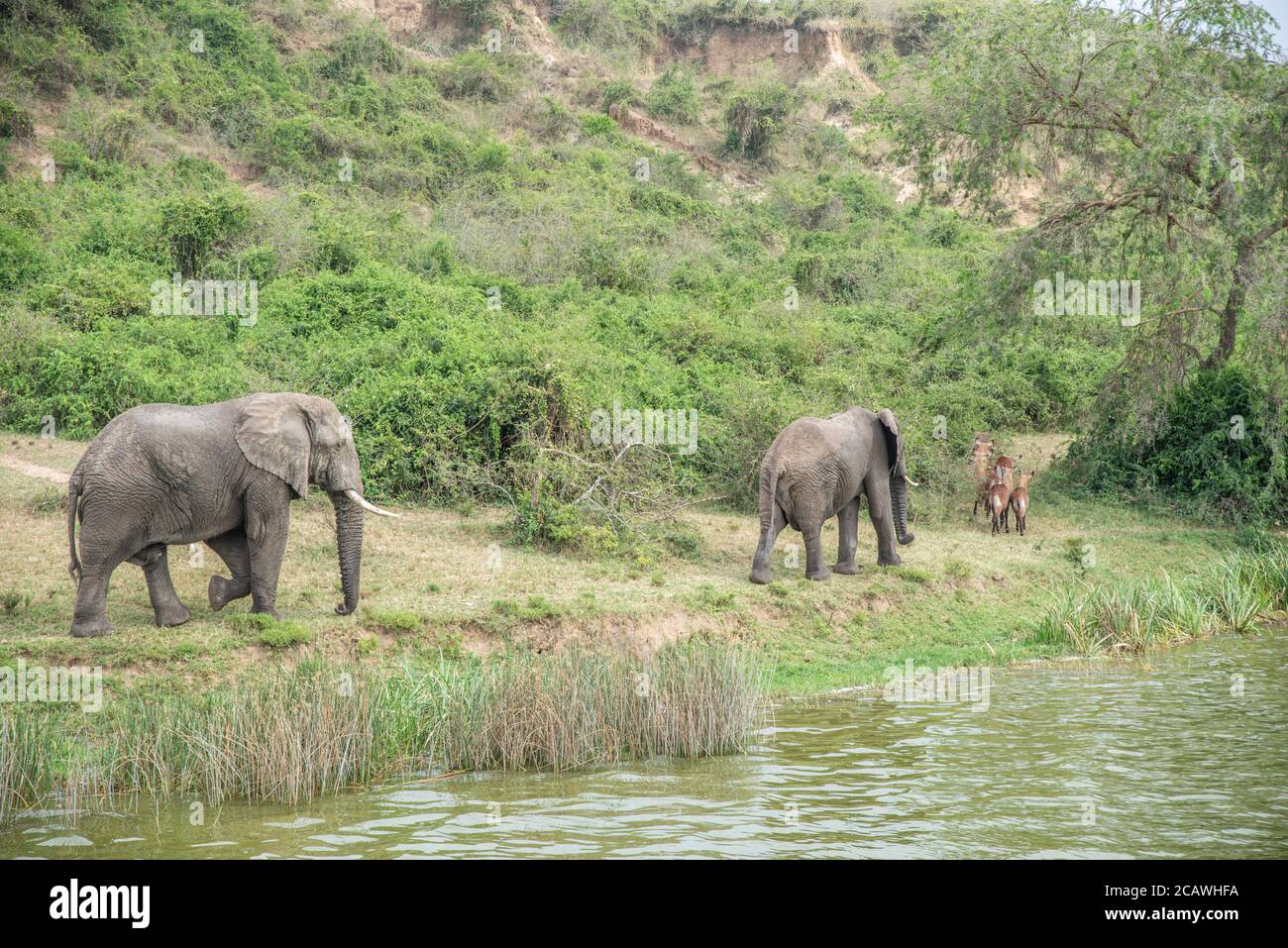 Zwei Elefanten und Wasserböcke am Ufer des Kazinga Kanals im Murchison Falls National Park, Uganda Stockfoto