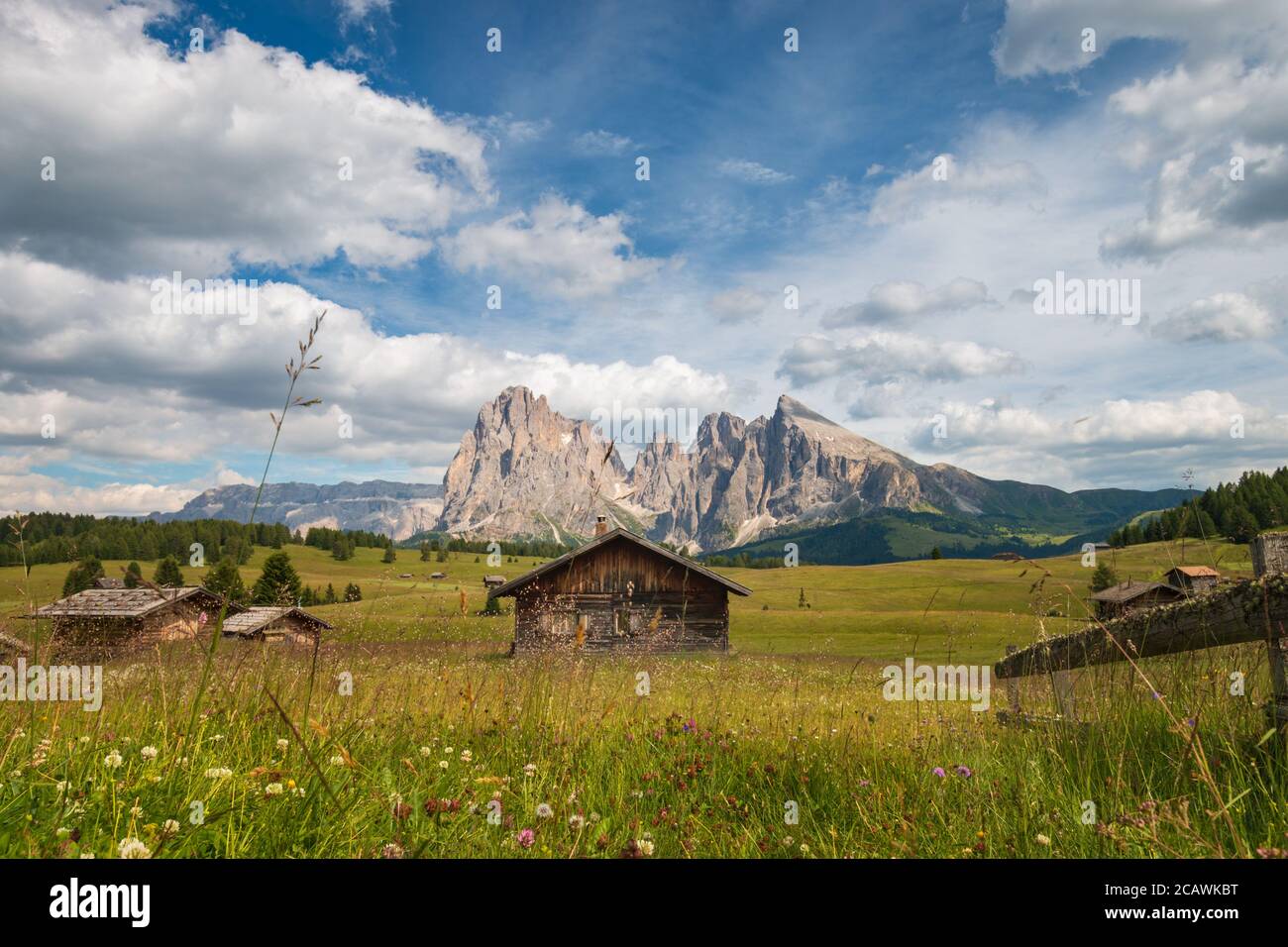 Seiser Alm - Seiser Alm mit Langkofel - Langkofel Berggruppe vor blauem Himmel mit Wolken. Sommerblumen und Holzchalets während des Summs Stockfoto