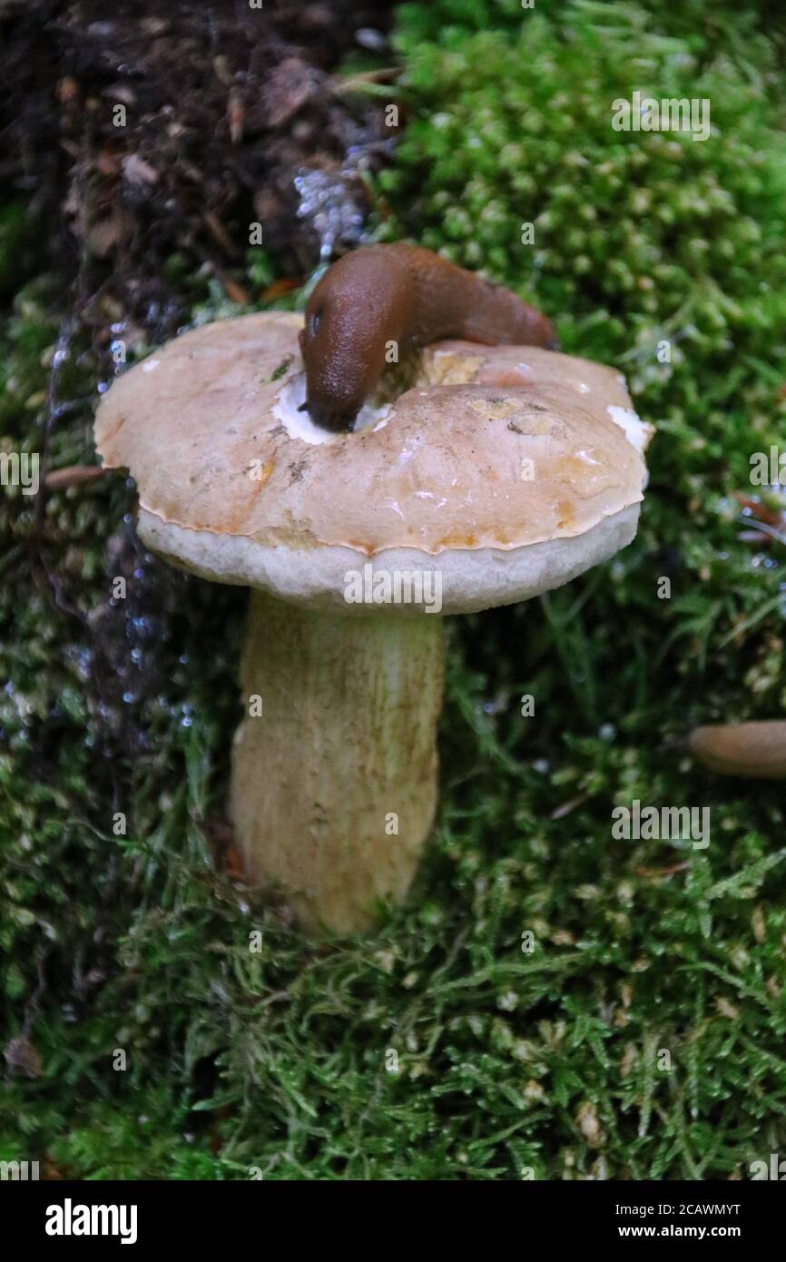 Eine Schnecke auf dem Herbstpilz Stockfoto