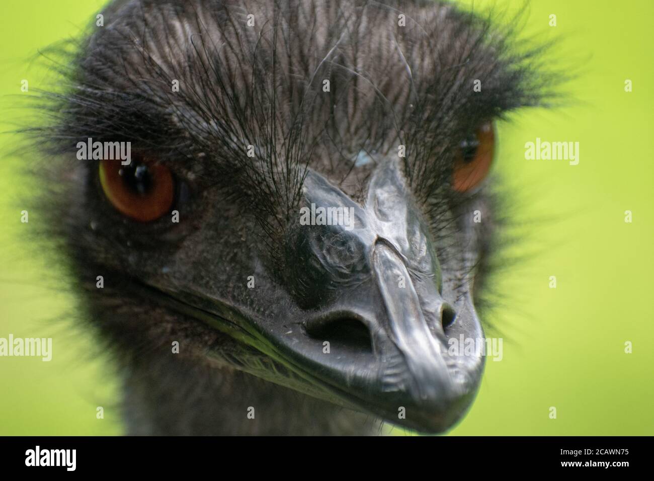 Nahaufnahme eines schwarzen Straußengesichtes mit leuchtendem Orange Augen auf grünem Hintergrund Stockfoto