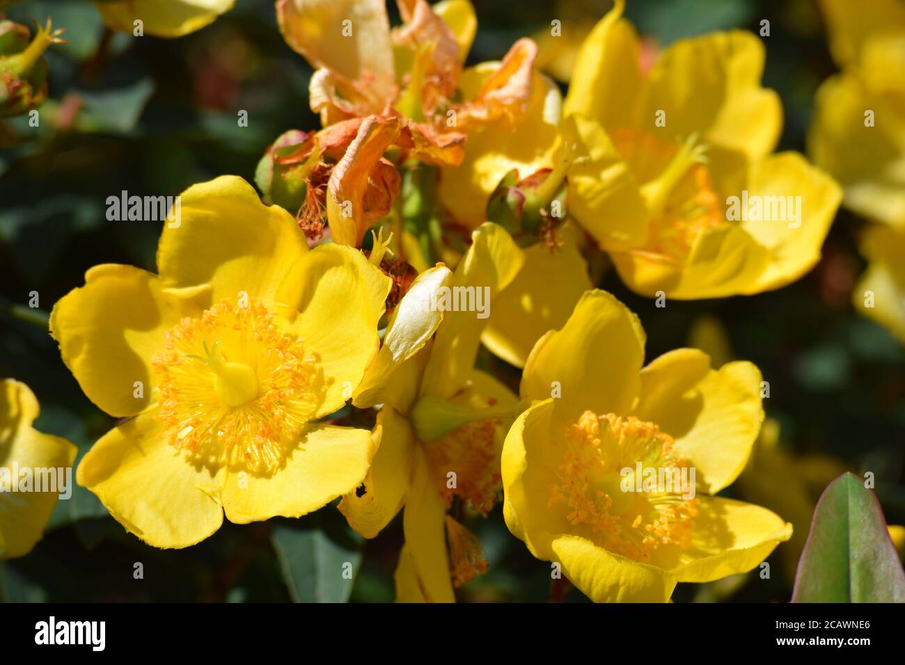 Gelbe portulaca Blumen blühen in einem irischen Garten während der Sommer Stockfoto