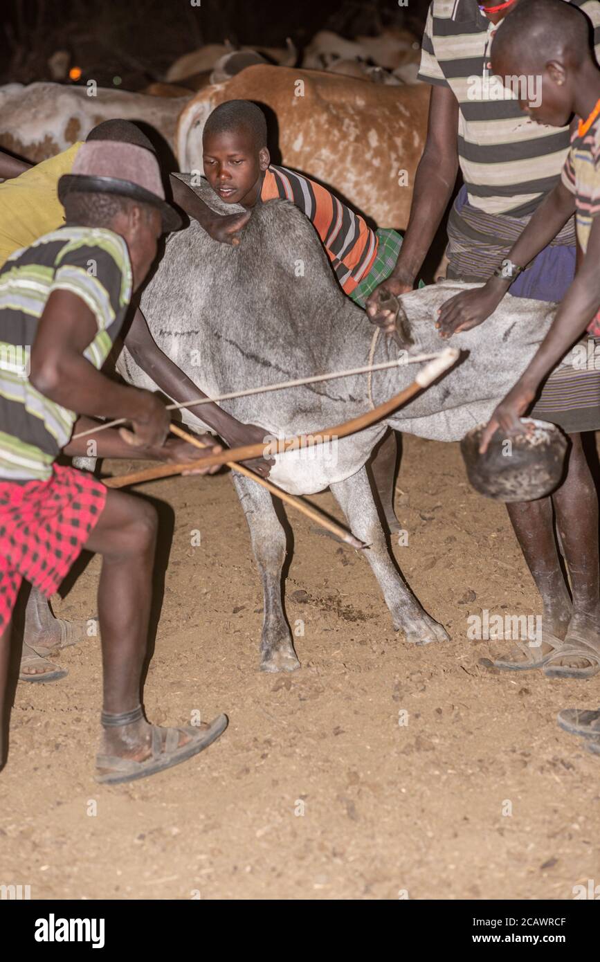 Blutvergießen von einer Kuh in einer Karamojong-Siedlung bei Nacht, Moroto District, Uganda Stockfoto