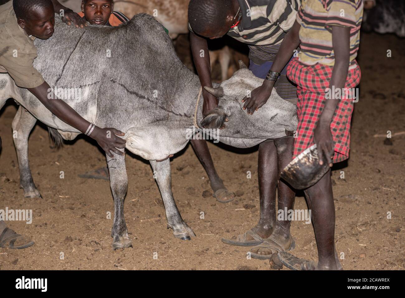 Blutvergießen von einer Kuh in einer Karamojong-Siedlung bei Nacht, Moroto District, Uganda Stockfoto