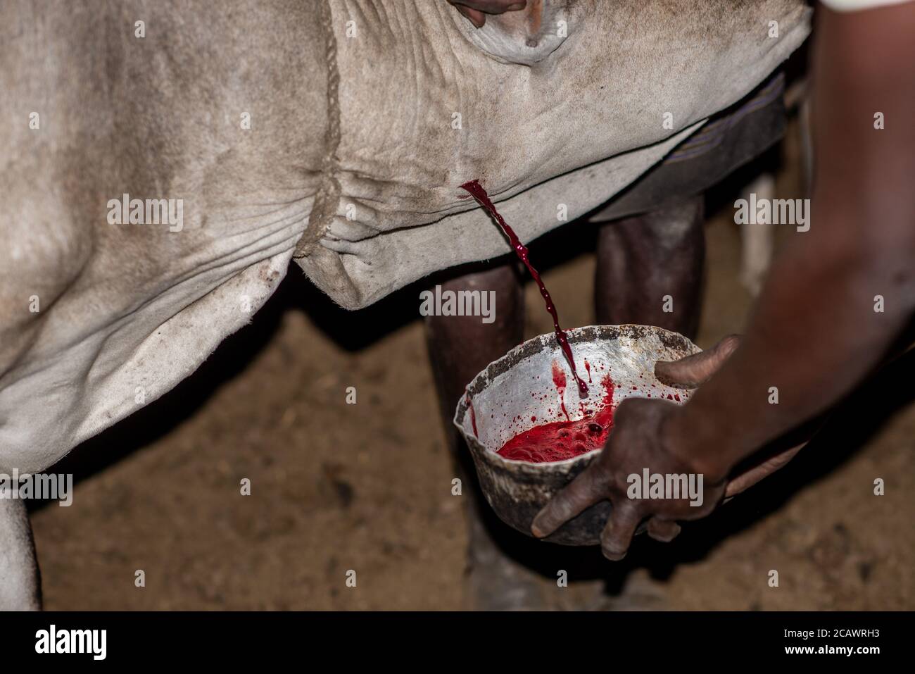 Blutvergießen von einer Kuh in einer Karamojong-Siedlung bei Nacht, Moroto District, Uganda Stockfoto