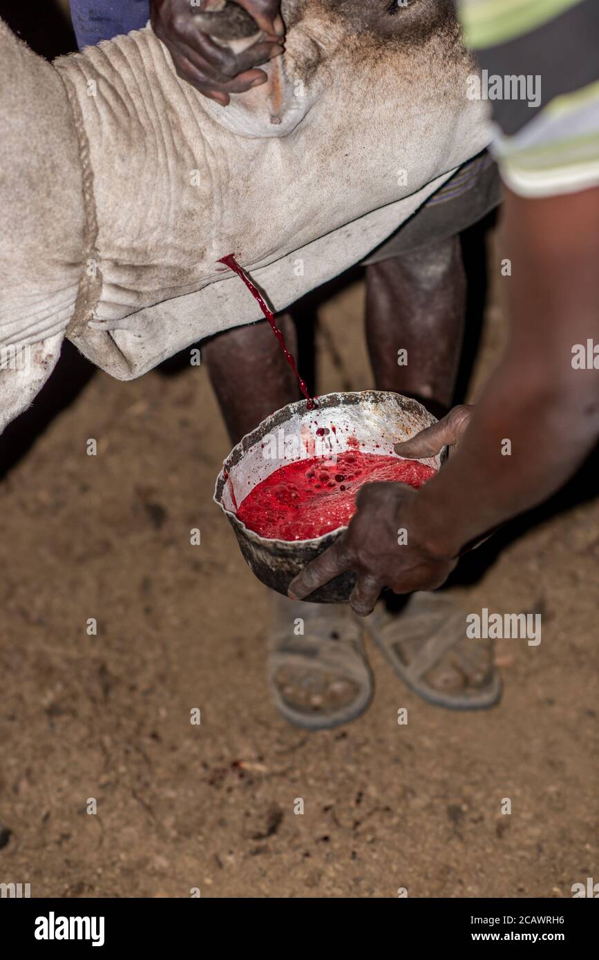 Blutvergießen von einer Kuh in einer Karamojong-Siedlung bei Nacht, Moroto District, Uganda Stockfoto