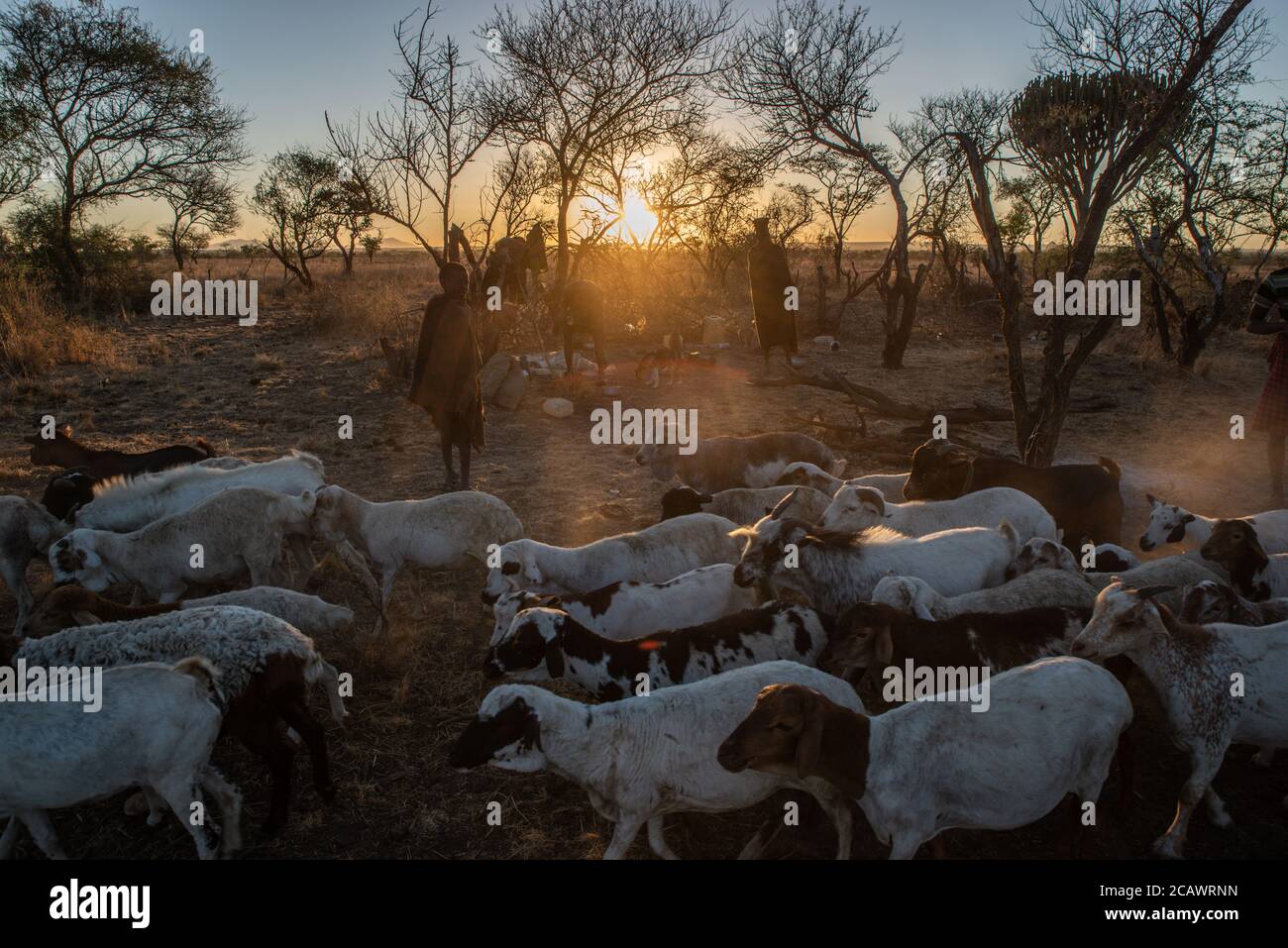 Rinder, die bei Sonnenaufgang aus dem Gehege (kraal) in einem Karamojong-Lager, Moroto District, Uganda, aussteigen Stockfoto