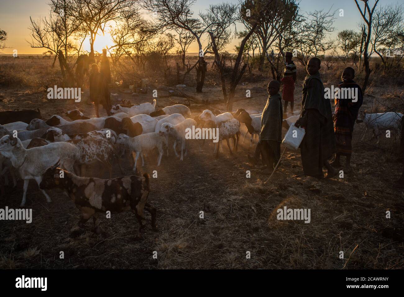 Rinder, die bei Sonnenaufgang aus dem Gehege (kraal) in einem Karamojong-Lager, Moroto District, Uganda, aussteigen Stockfoto